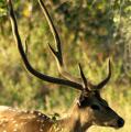 Yala National Park
